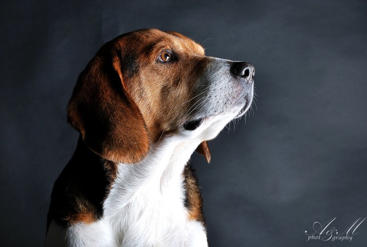 Эстонская гончая