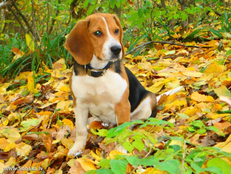 Эстонская гончая