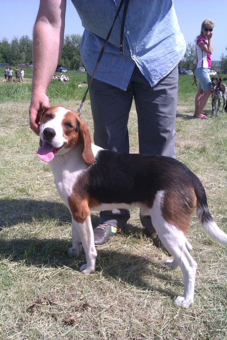 Эстонская гончая выжлец