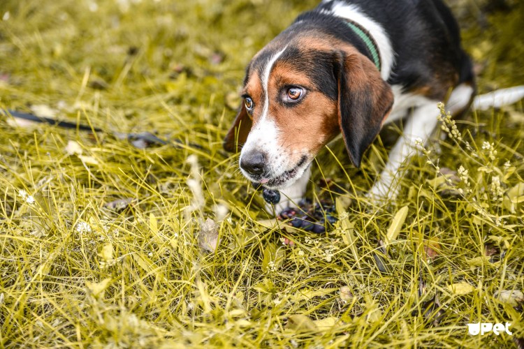 Скрещенная Эстонская гончая