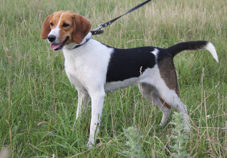 Собака Эстонская гончая