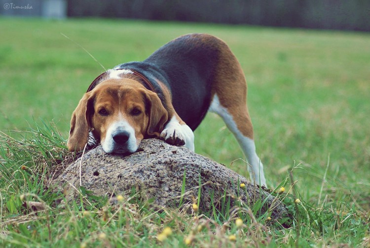 Ирландский Керри Бигль