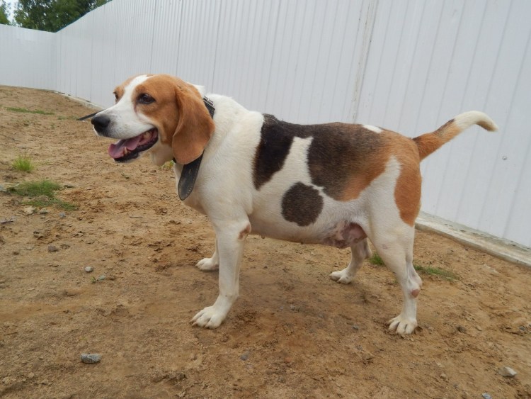 Эстонская гончая в добрые руки