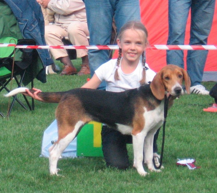 Эстонская гончая биколор