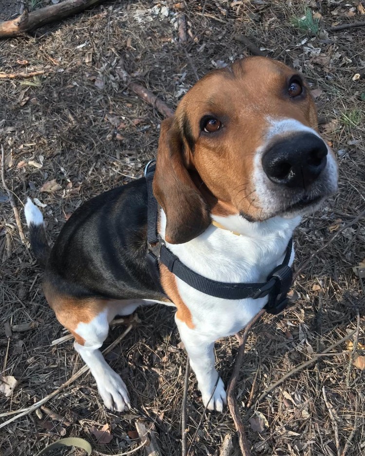 Собака Эстонская гончая