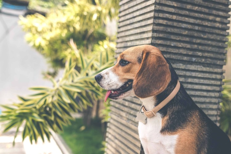 Бигль харьер и Бигль