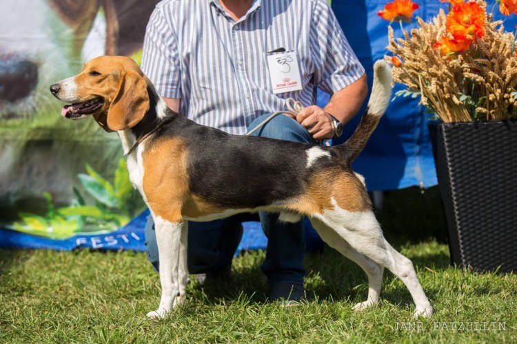 Собака Эстонская гончая