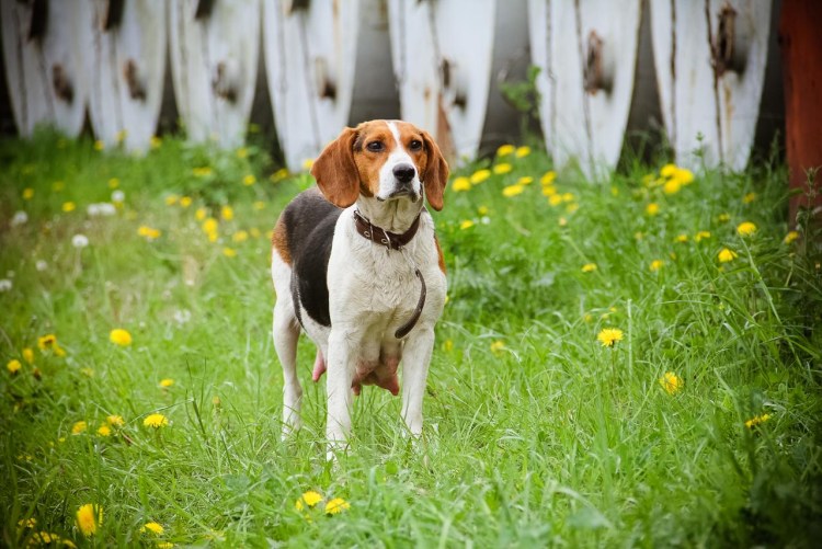 Собака Эстонская гончая