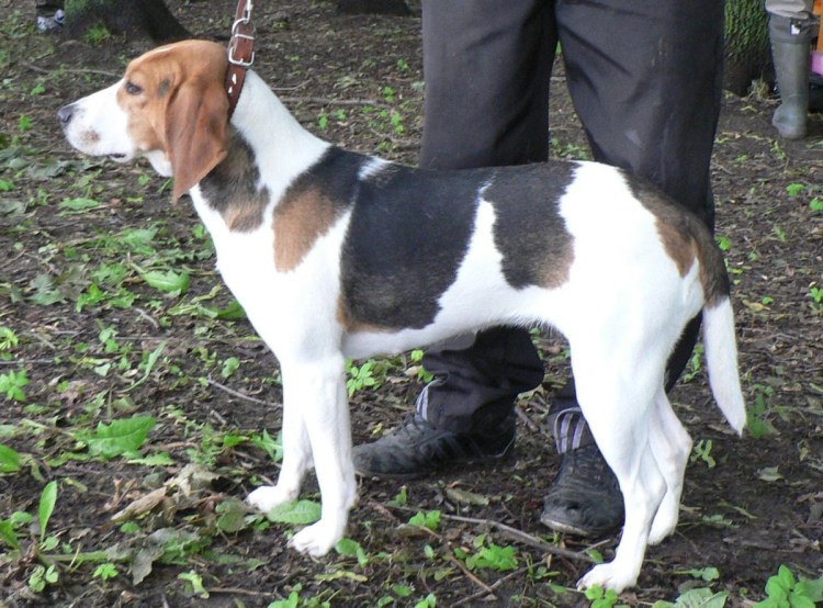 Эстонская гончая альбинос