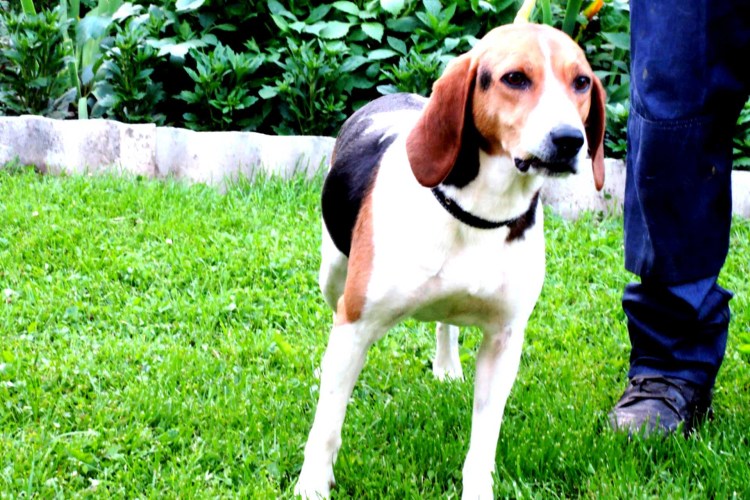 Эстонская гончая в СПБ