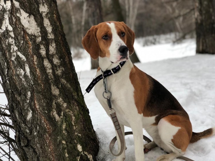 Эстонская гончая метис