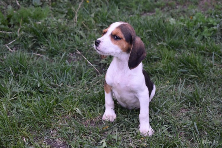 Эстонская гончая биколор