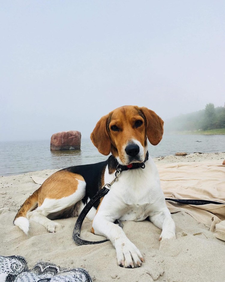 Бигль гончая