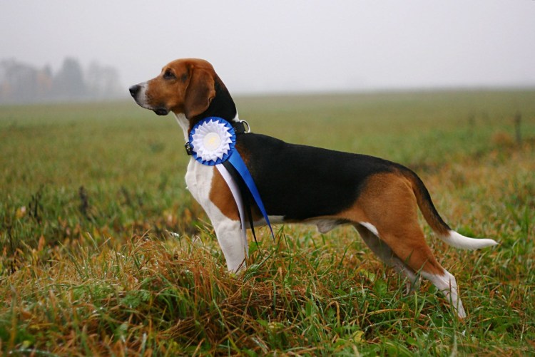 Порода собак Эстонская гончая