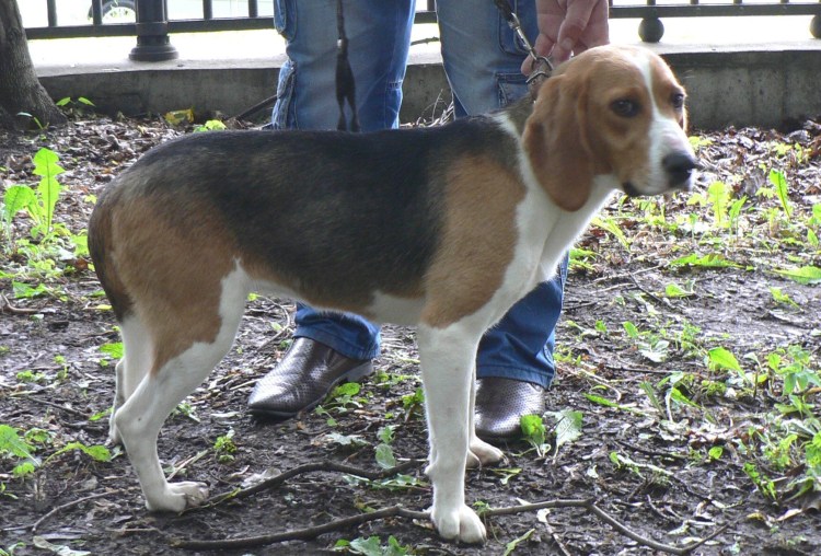 Эстонская гончая РКФ стандарт