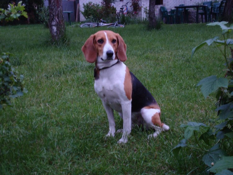 Швейцарская гончая Бигль