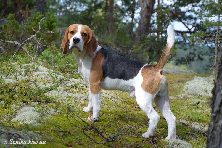 Эстонский Бигль