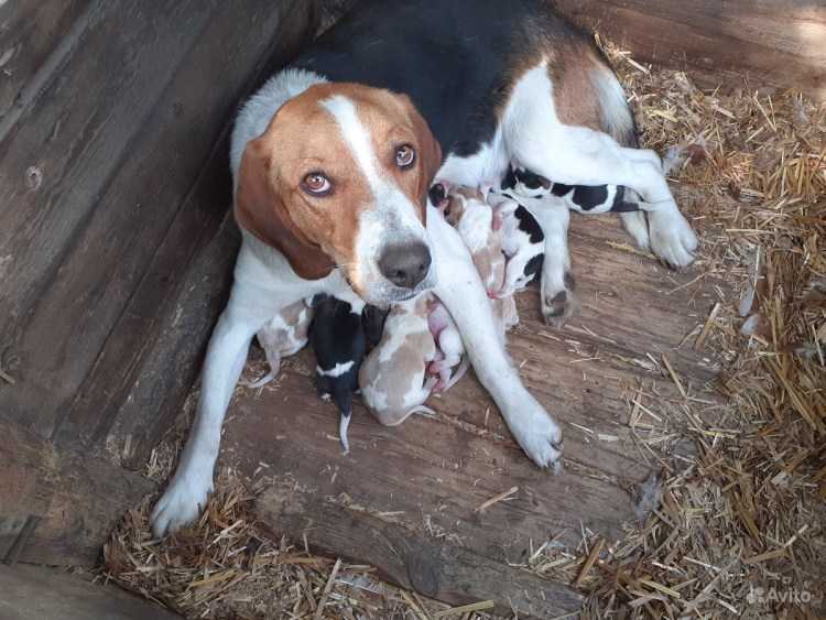 Чистокровная Эстонская гончая
