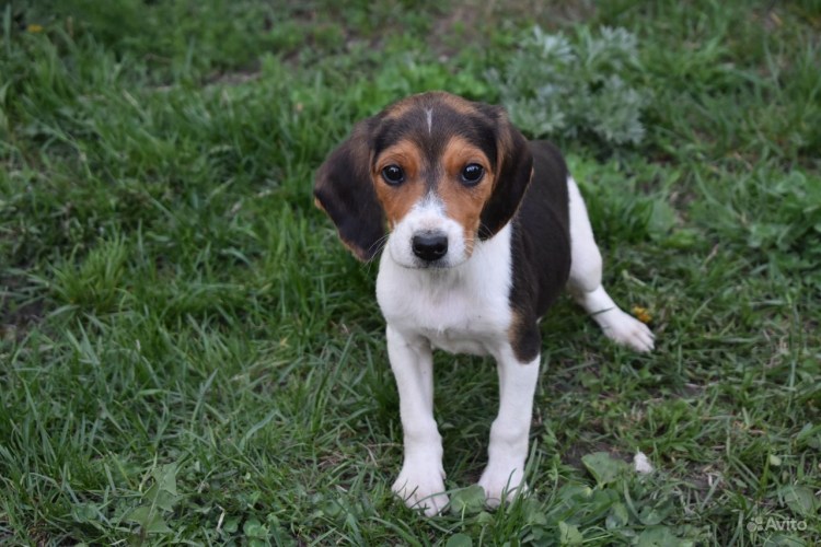 Эстонская гончая биколор