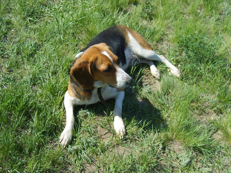 Эстонские гончие Пантелеева