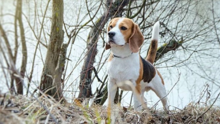 Керри Бигль