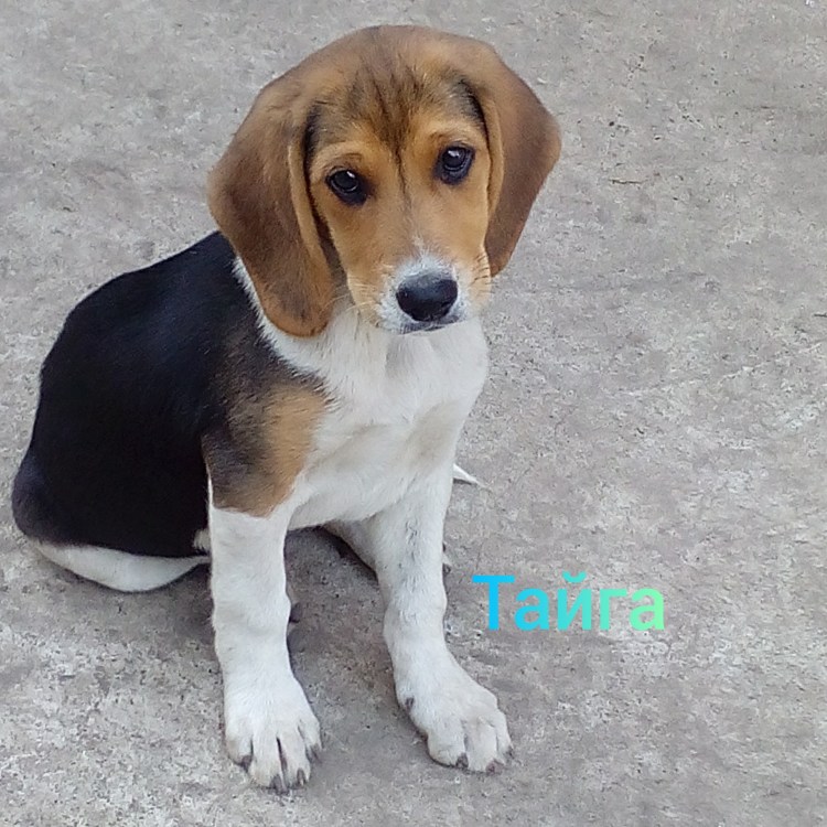 Щенок эстонской гончей 3 месяца