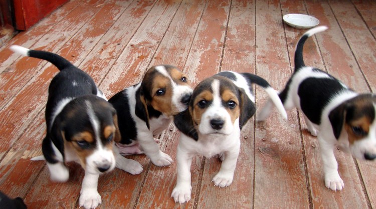 Эстонская гончая щенок