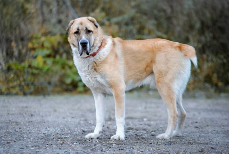 Среднеазиатская овчарка алабай