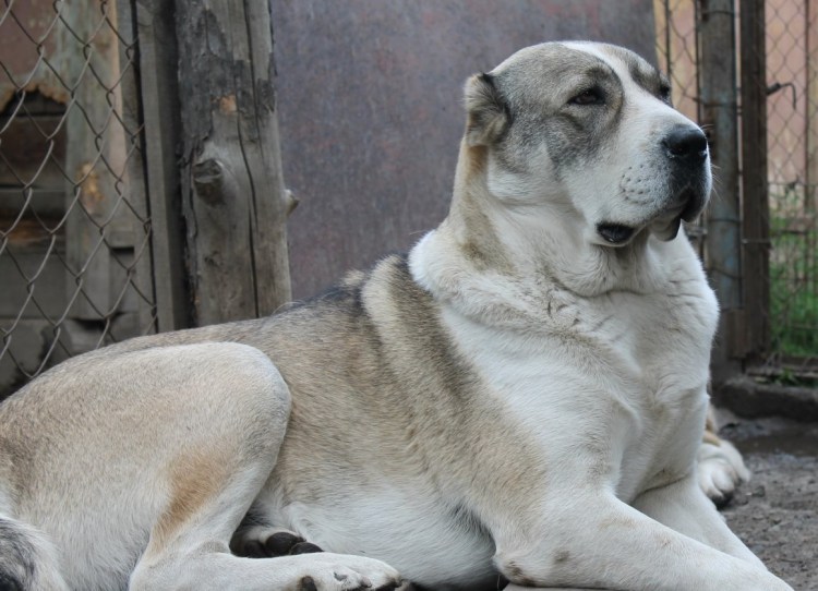 Порода собак алабай