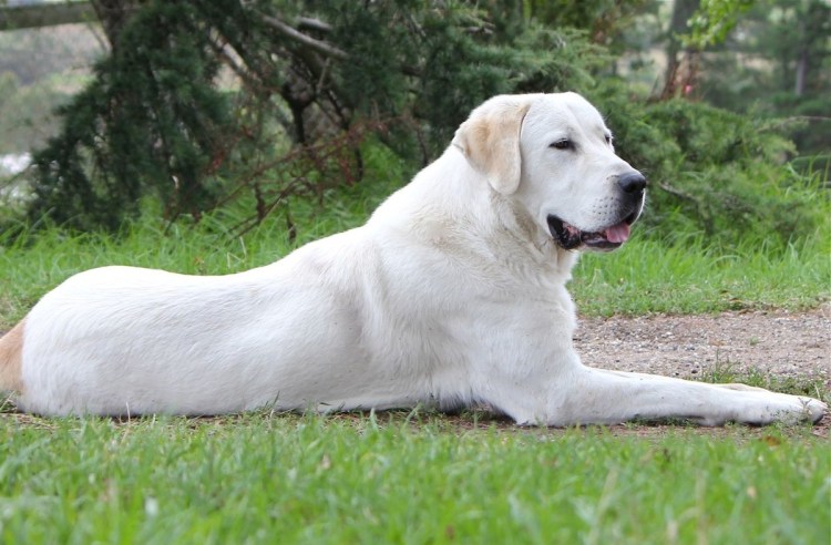 Туркменский алабай кангал