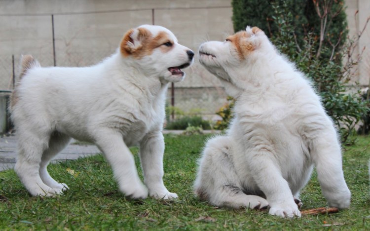 Кавказская сторожевая овчарка