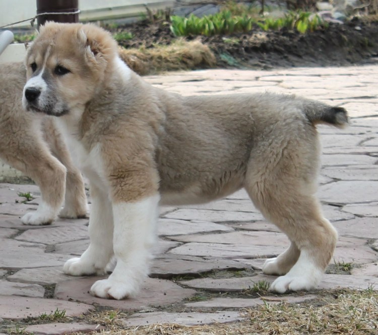 Алабай туркменский волкодав