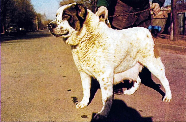 САО овчарка алабай