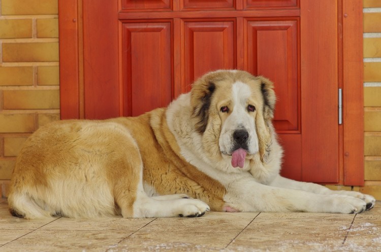 Среднеазиатская овчарка в стойке