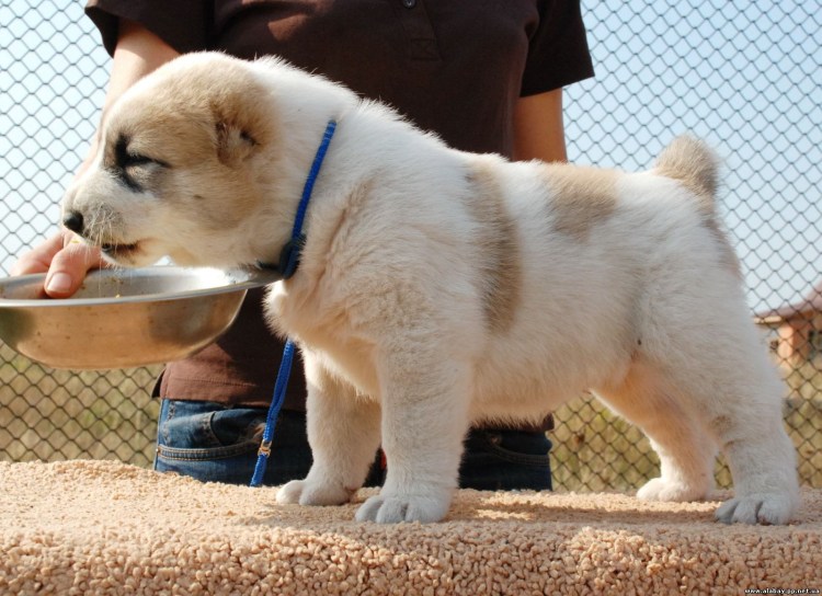 Среднеазиатская овчарка волкодав