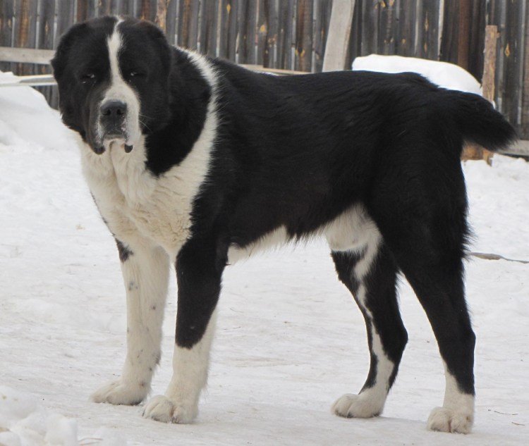 Собака туркменский алабай