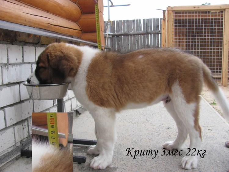 Алабай рисунок