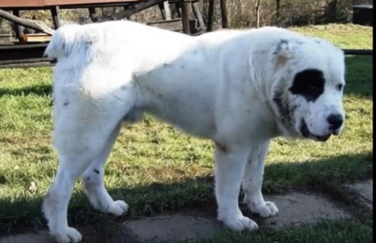 Турецкий волкодав кангал