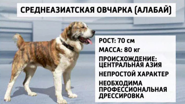 Волкодав алабай