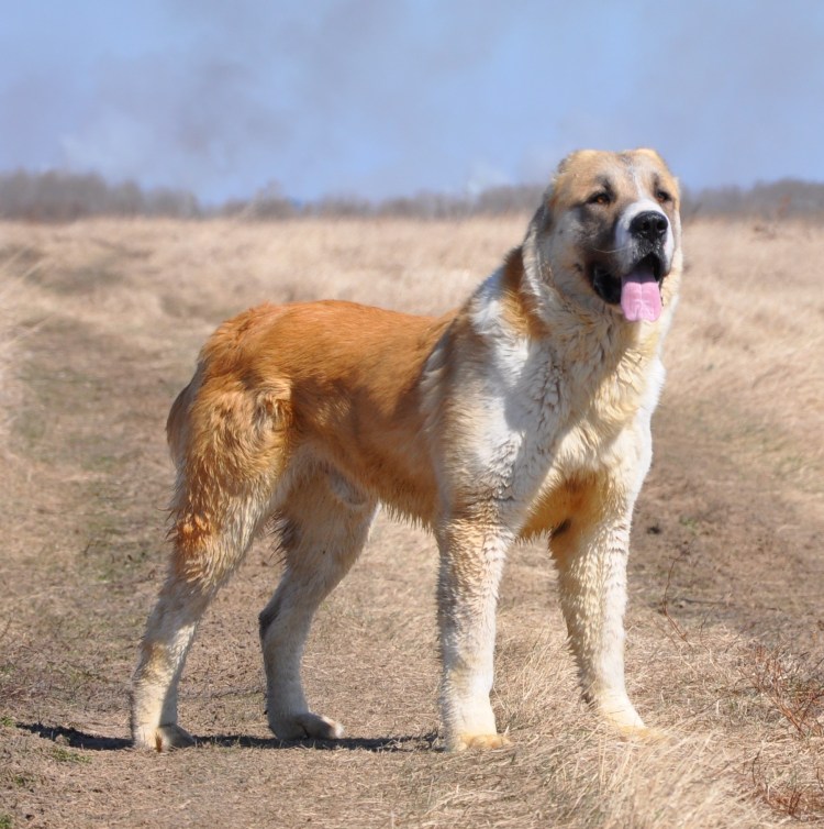 САО овчарка алабай