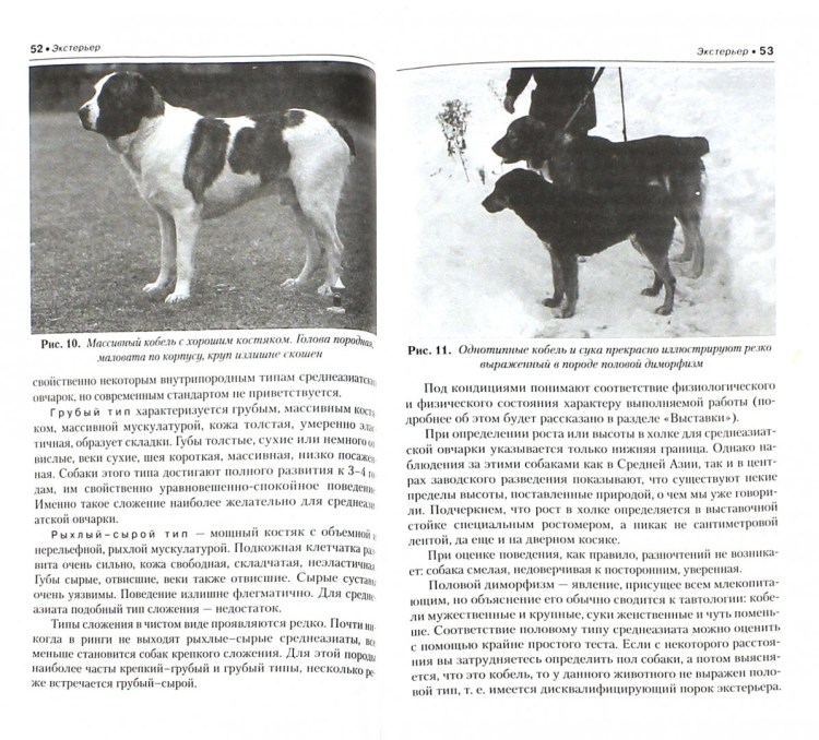 Среднеазиатская овчарка алабай