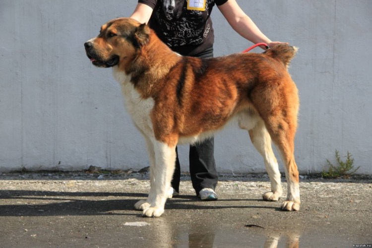 Среднеазиатская овчарка Гампр