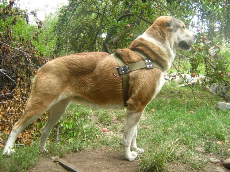 Туркменский алабай