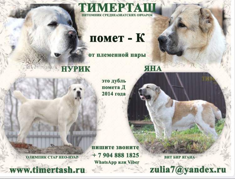 Среднеазиатская овчарка метис