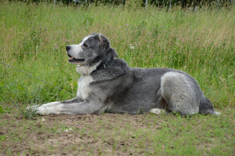 Мануал среднеазиатский