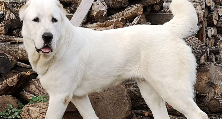 Американская Тундровая овчарка