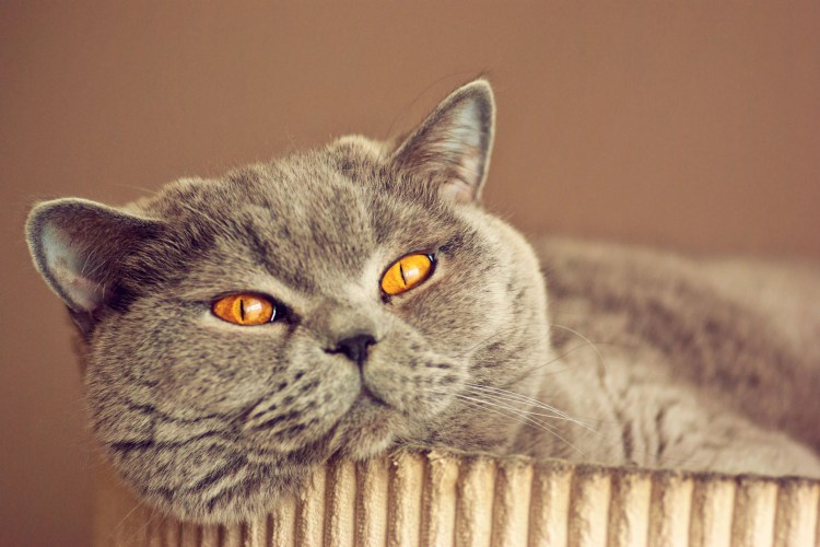 Кот Бася британец