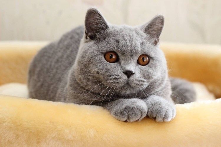 Британская кошка короткошерстная серая