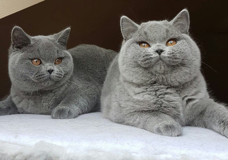 Британская короткошёрстная кошка