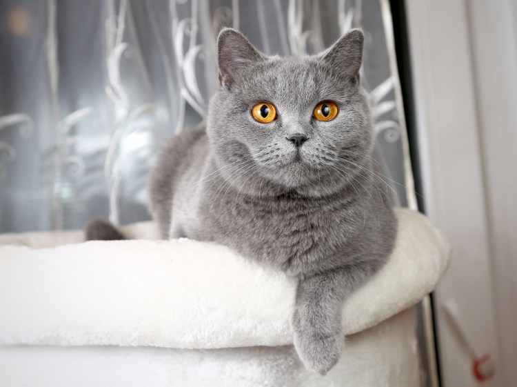 Британец кот